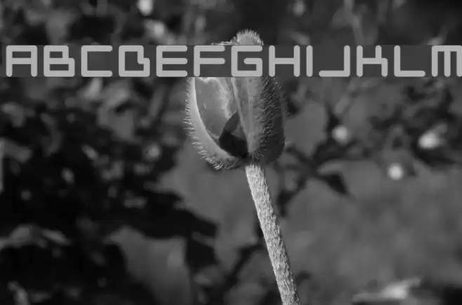 Neustyle Bold Font examples