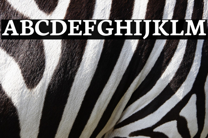 Neuton Bold Example 2