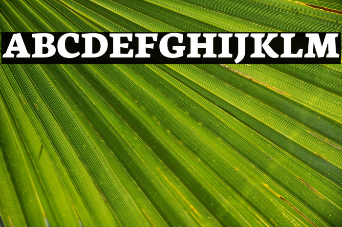 Neuton Extrabold Example 3