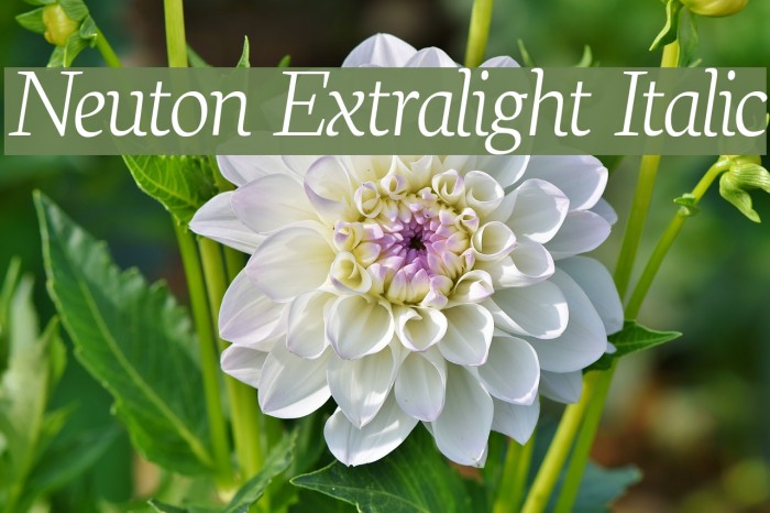 Neuton Extralight Italic Font examples