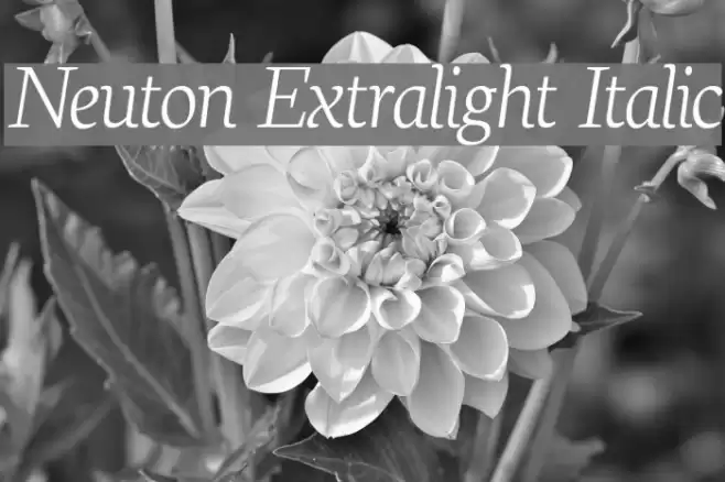 Neuton Extralight Italic Font examples
