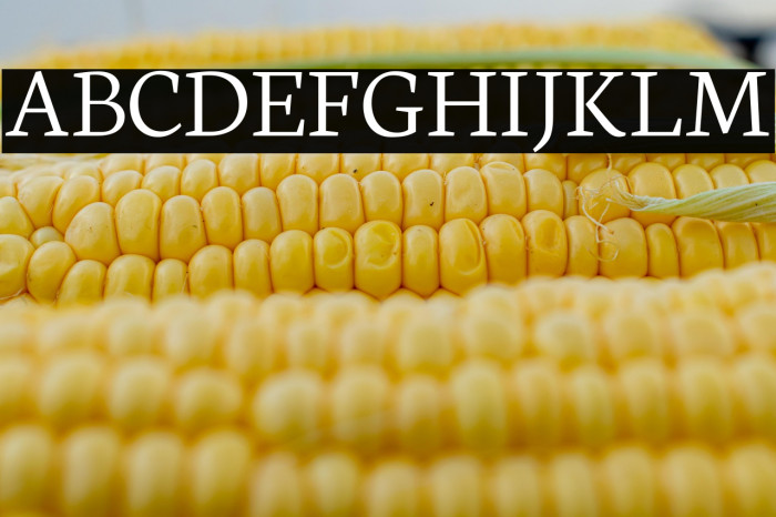 Neuton Light Example 2