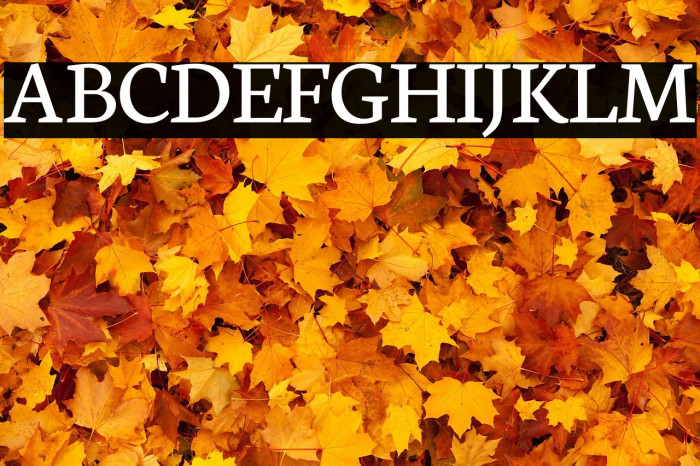 Neuton Regular Example 1