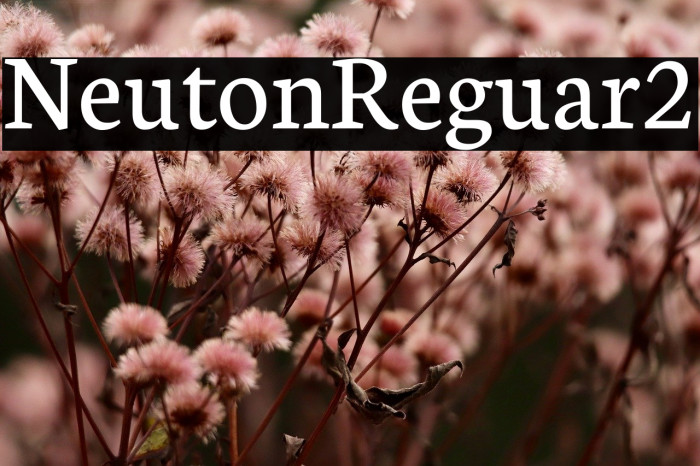 Neuton Regular2 Example 1