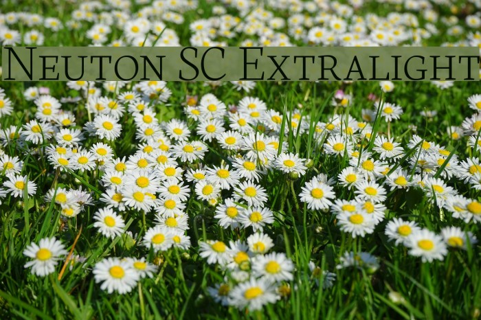 Neuton SC Extralight Fuentes examples