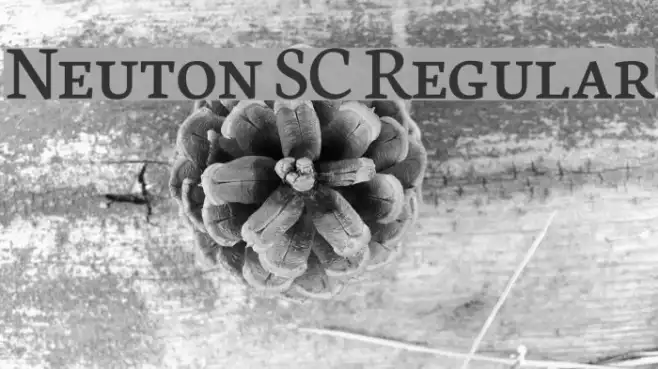 Neuton SC Regular Example 3