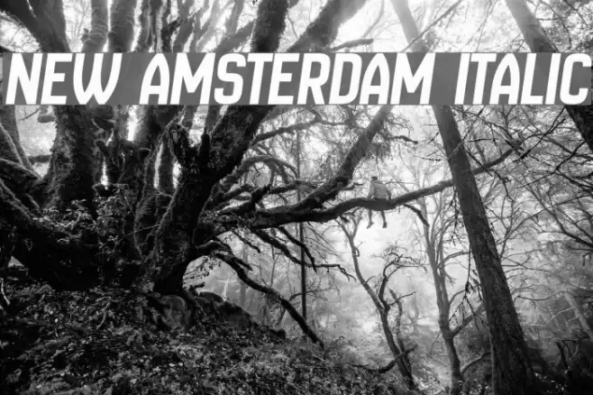 New Amsterdam Italic Font examples