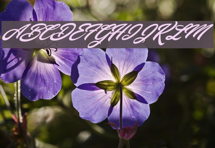 New Balance Personal Use Regular Font examples