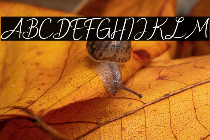 New Florence Example 1