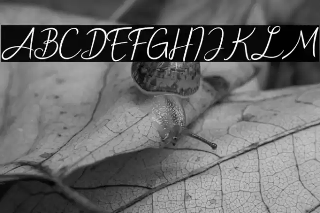 New Florence Font examples