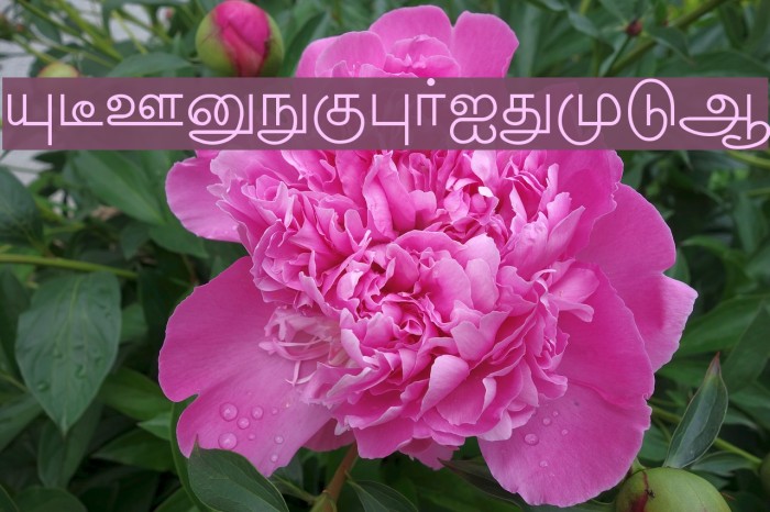 New Kannan Text Schriftart examples