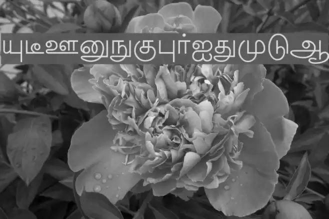 New Kannan Text Шрифта examples