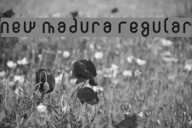 New Madura Regular Example 2