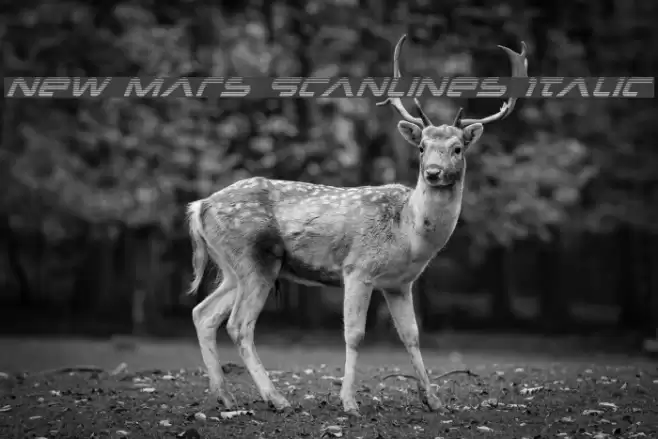 New Mars Scanlines Italic Font examples