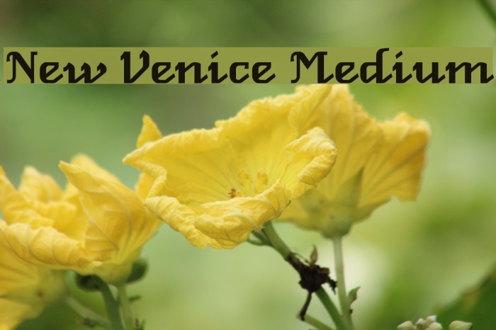 New Venice Medium Font examples