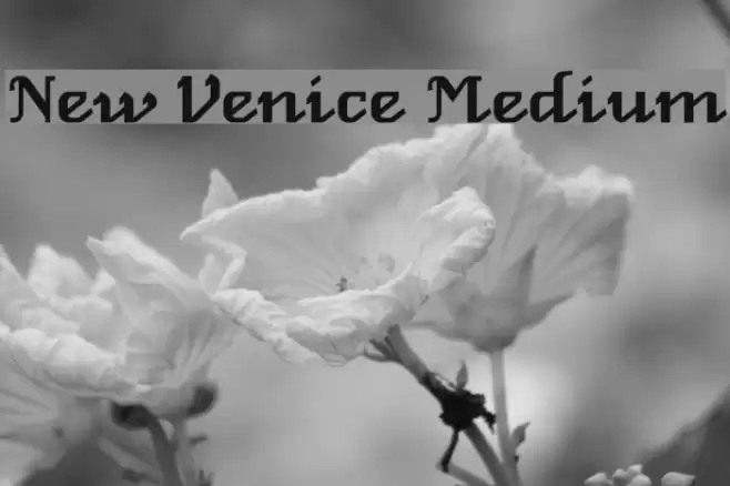 New Venice Medium Fonte examples