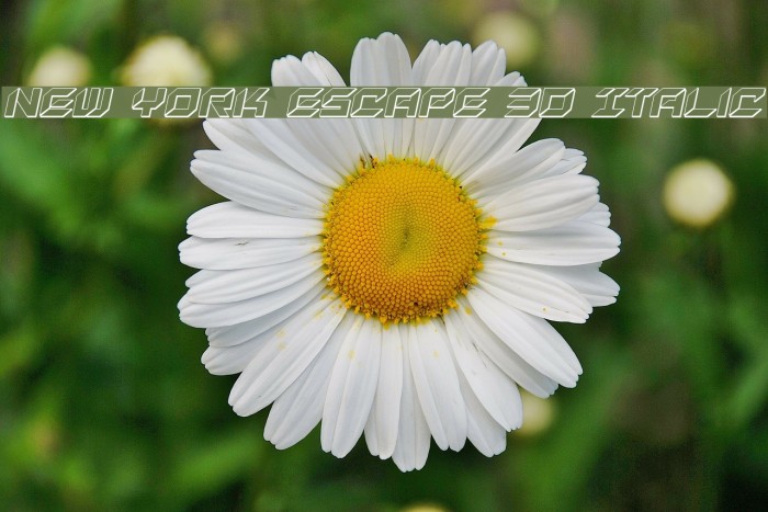 New York Escape 3D Italic Example 3