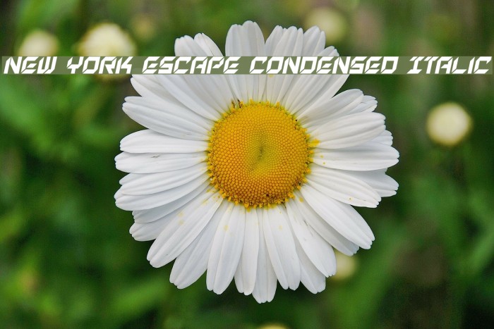 New York Escape Condensed Italic Font examples