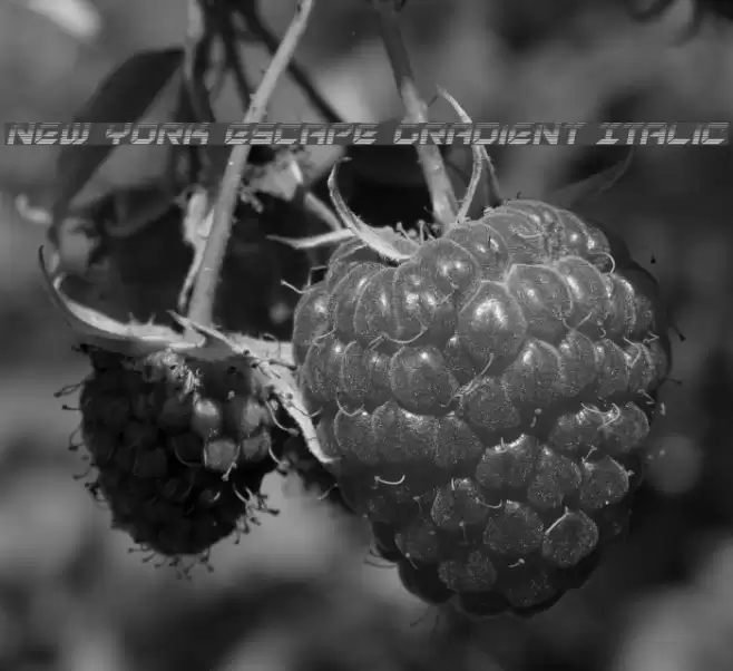 New York Escape Gradient Italic Font examples