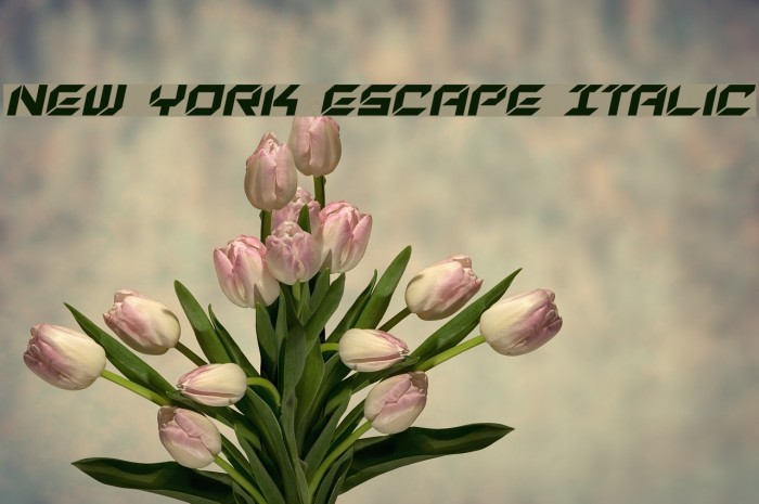 New York Escape Italic Example 1