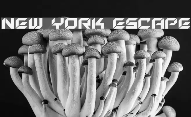New York Escape Font examples
