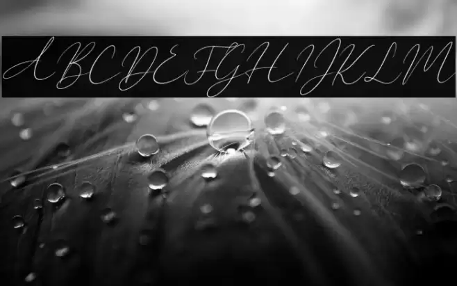 New York Signature Italic Font examples