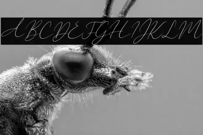 New York Signature Italic Font examples