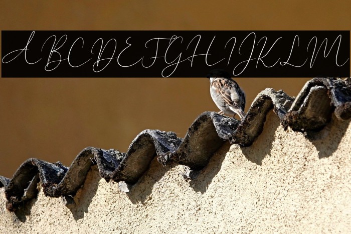 New York Signature Example 2