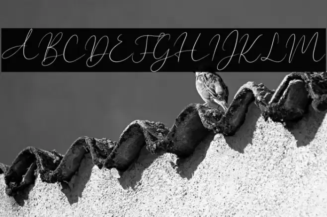 New York Signature Font examples