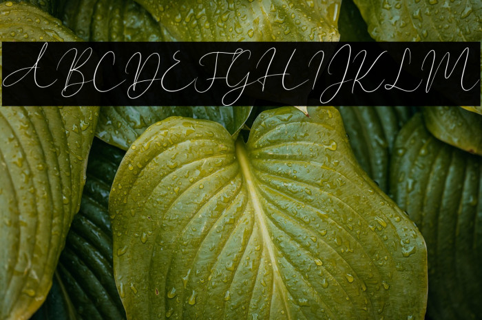 New York Signature Example 3