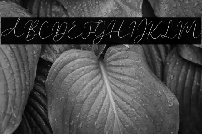 New York Signature Font examples