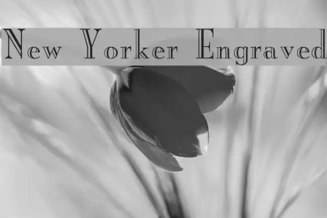 New Yorker Engraved Font examples