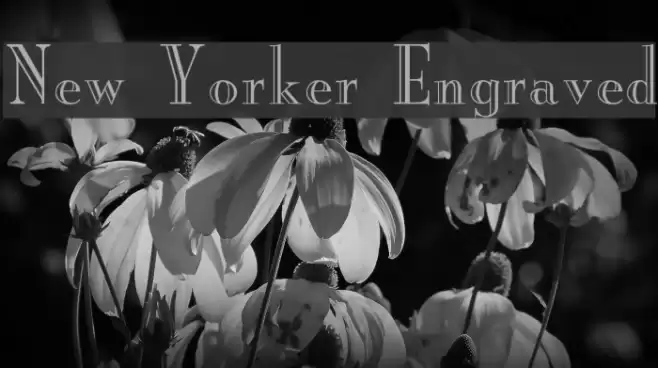 New Yorker Engraved Font examples