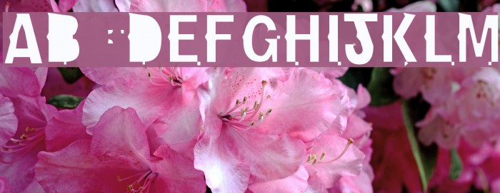 NewBold-Light Font examples