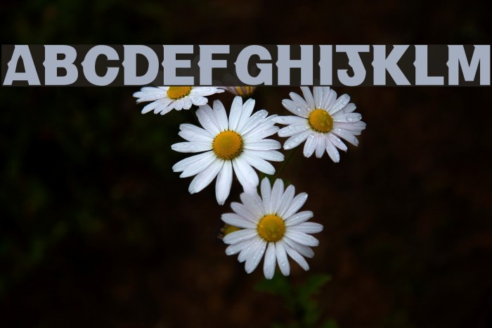 NewBold Font examples