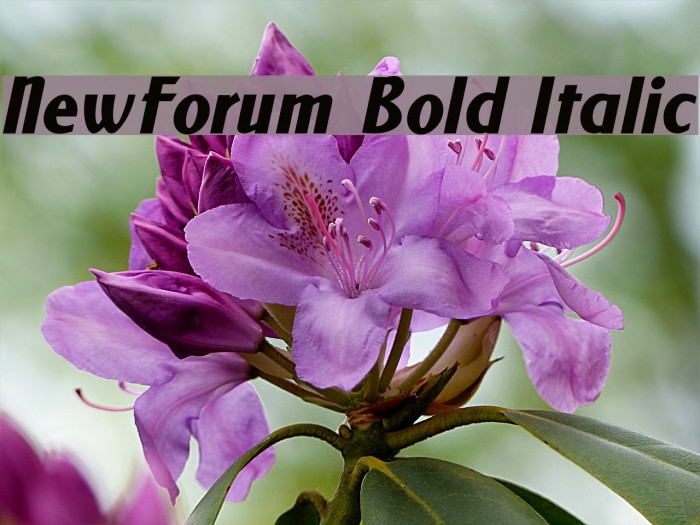 NewForum Bold Italic Font examples