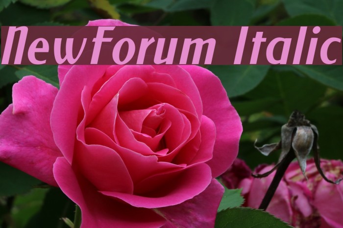 NewForum Italic Font examples