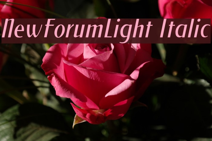 NewForumLight Italic Example 3