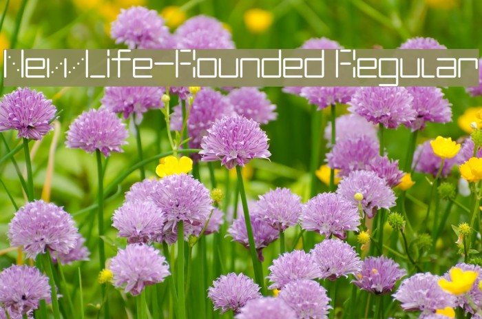 NewLife-Rounded Regular Font examples