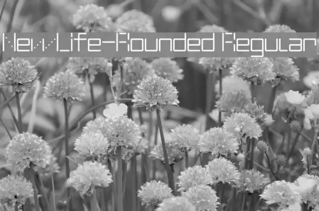 NewLife-Rounded Regular Example 3