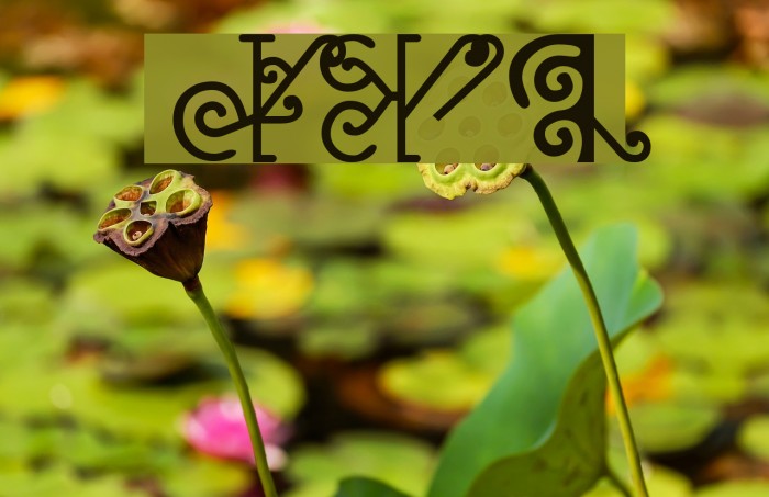 NewMaori Font examples