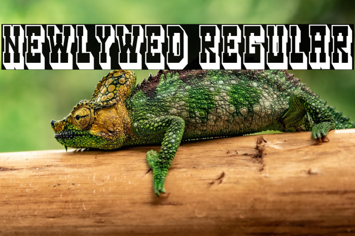 Newlywed Regular Example 2