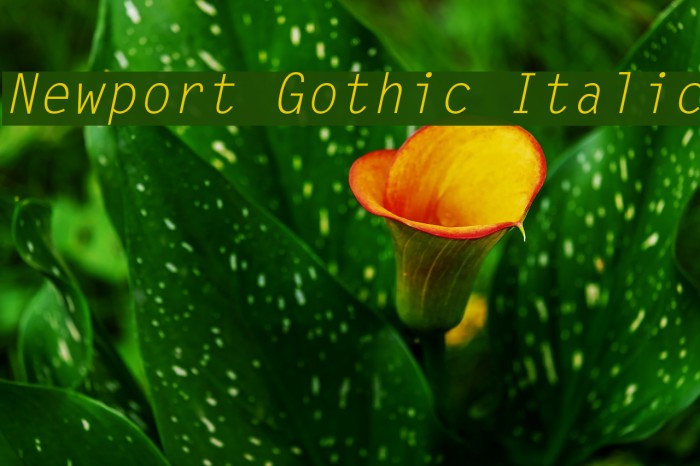 Newport Gothic Italic Example 3
