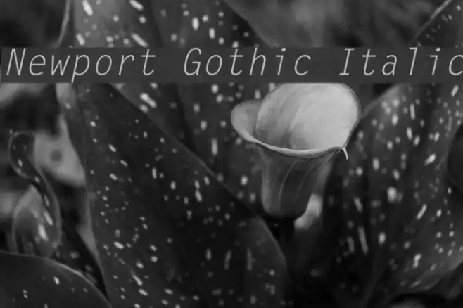 Newport Gothic Italic Font examples