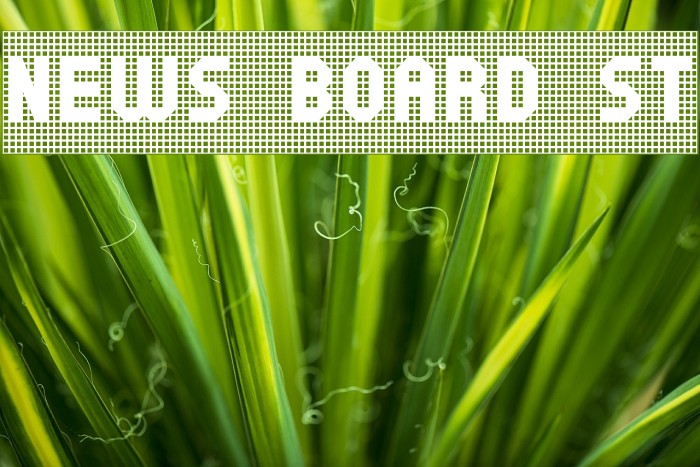 News Board St Font examples