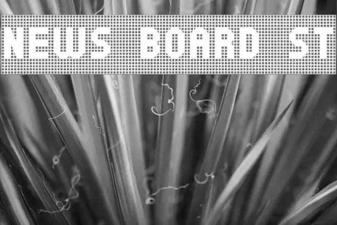 News Board St Font examples