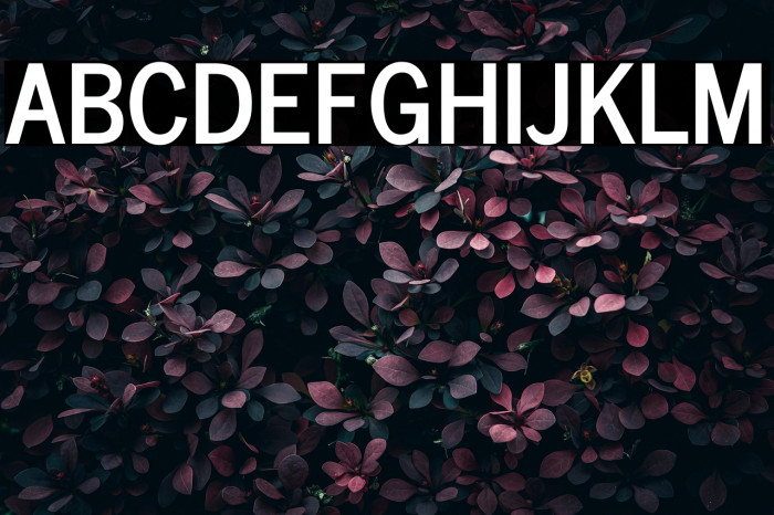 News Cycle Example 2