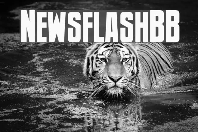 NewsflashBB Example 2