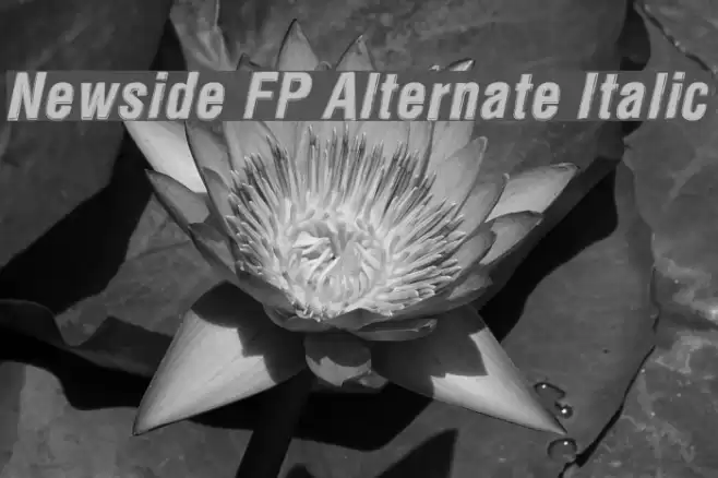 Newside FP Alternate Italic Font examples