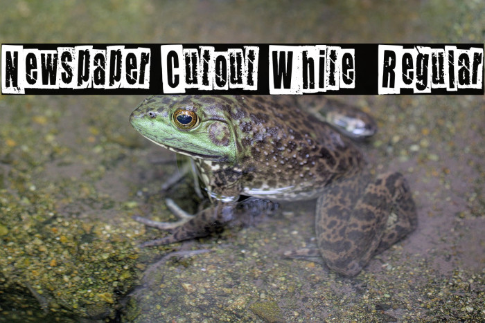 Newspaper Cutout White  Regular Example 1